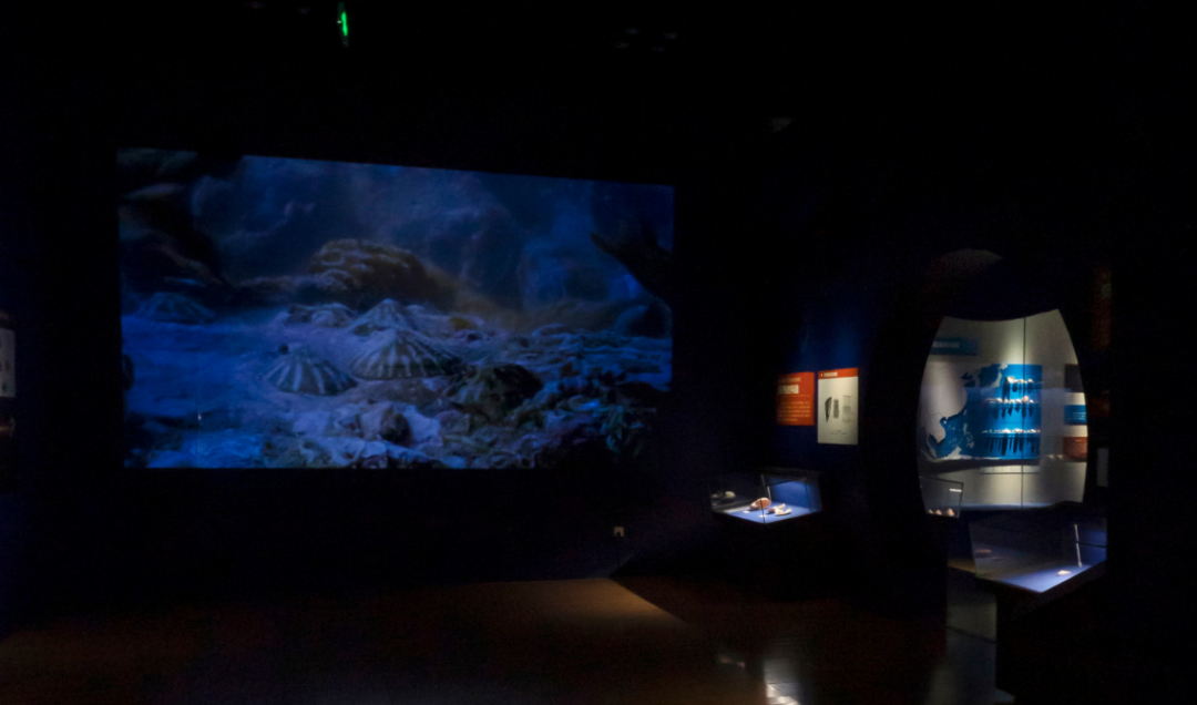 山东博物馆原创自然类展览“三千玲珑——中国海洋贝类展”大赏(图1)