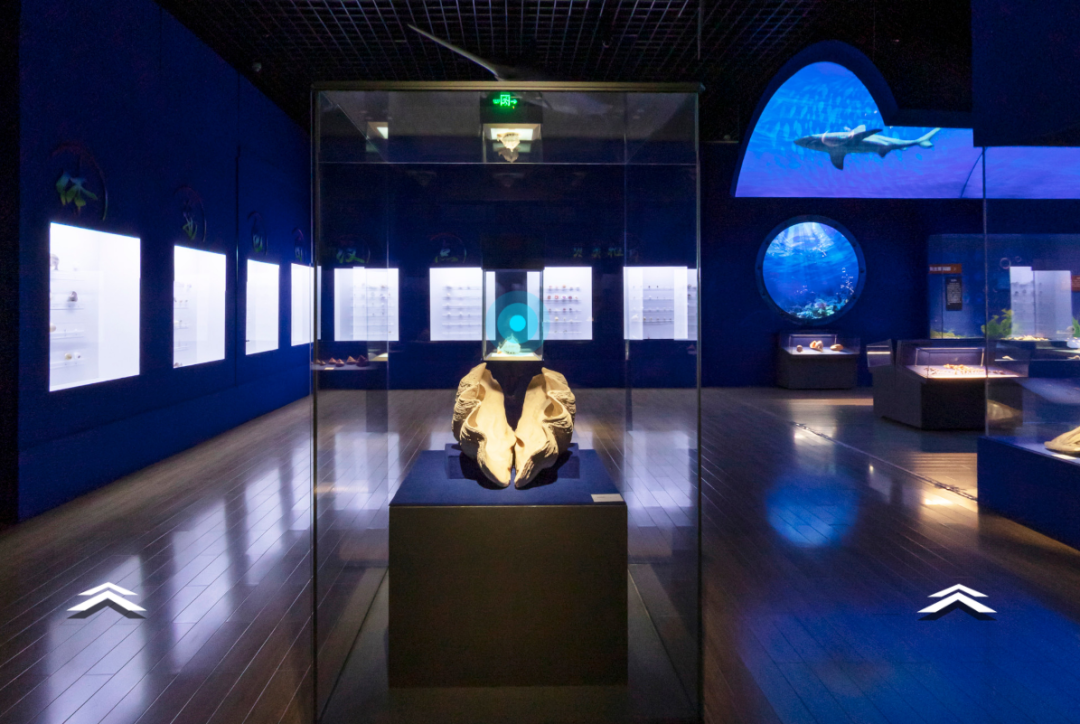 山东博物馆原创自然类展览“三千玲珑——中国海洋贝类展”大赏(图3)