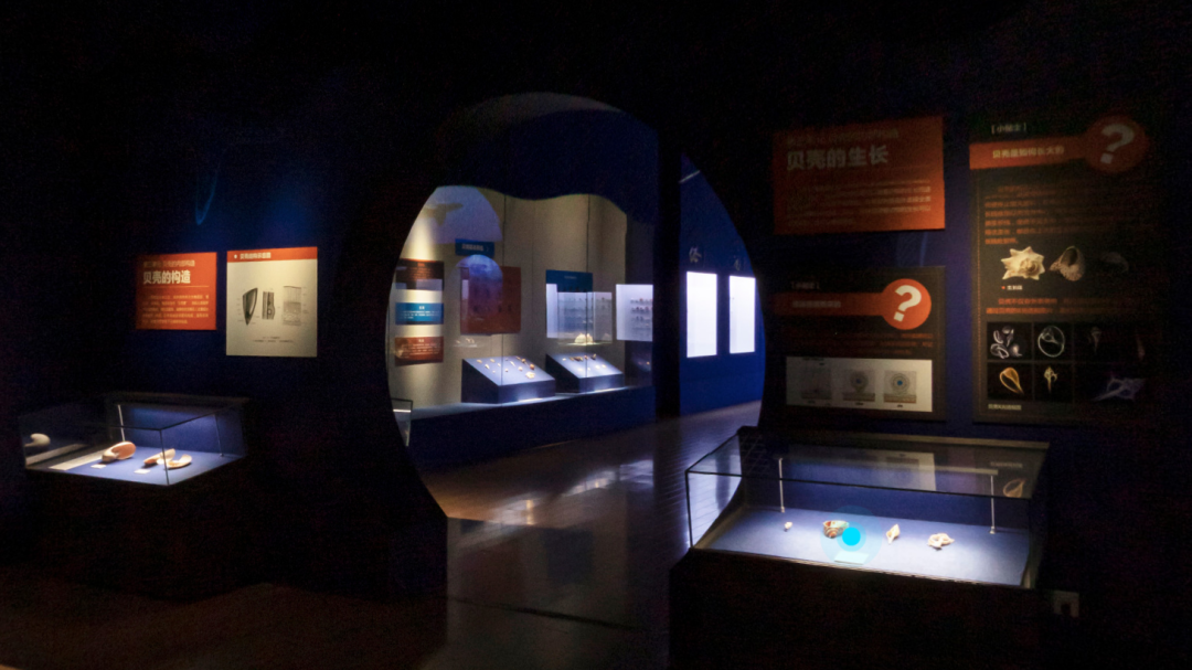 山东博物馆原创自然类展览“三千玲珑——中国海洋贝类展”大赏(图2)
