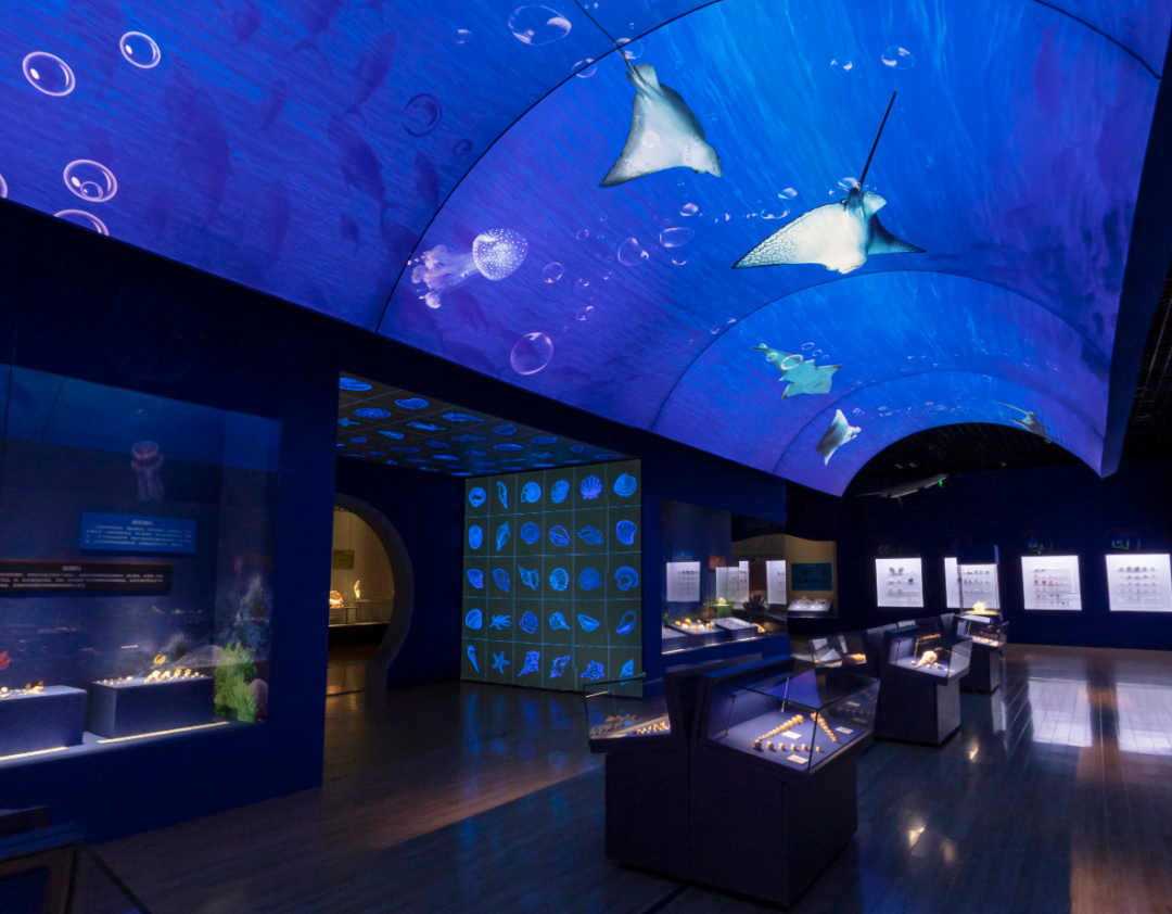山东博物馆原创自然类展览“三千玲珑——中国海洋贝类展”大赏(图9)