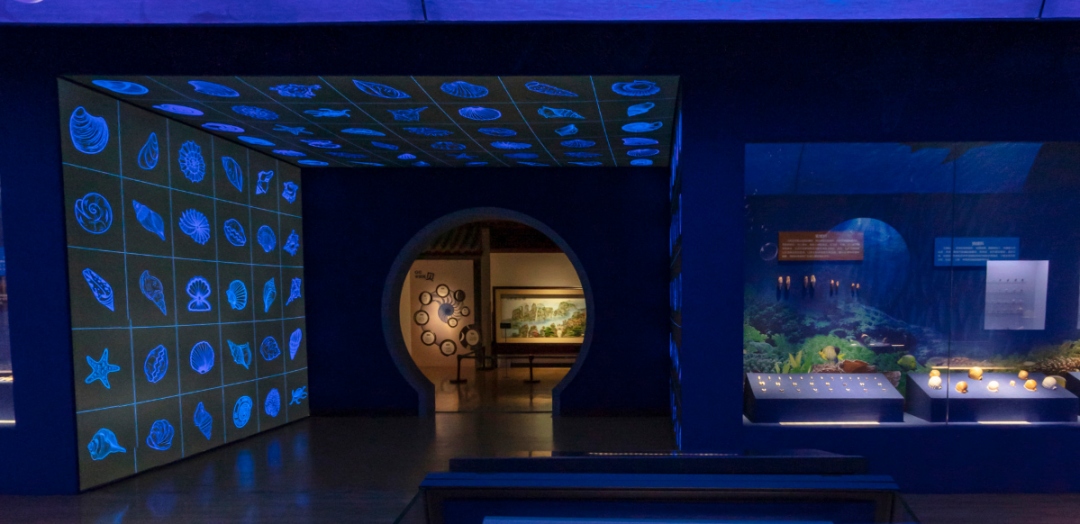 山东博物馆原创自然类展览“三千玲珑——中国海洋贝类展”大赏(图8)