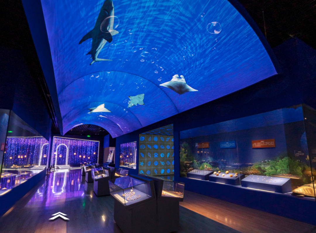 山东博物馆原创自然类展览“三千玲珑——中国海洋贝类展”大赏(图6)