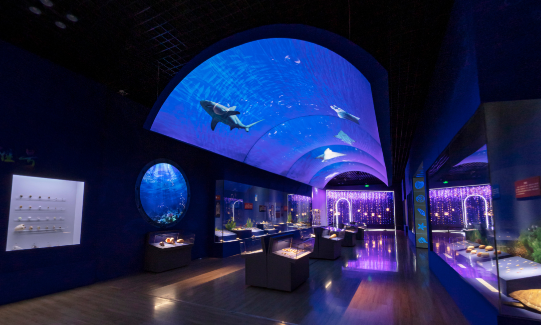 山东博物馆原创自然类展览“三千玲珑——中国海洋贝类展”大赏(图5)