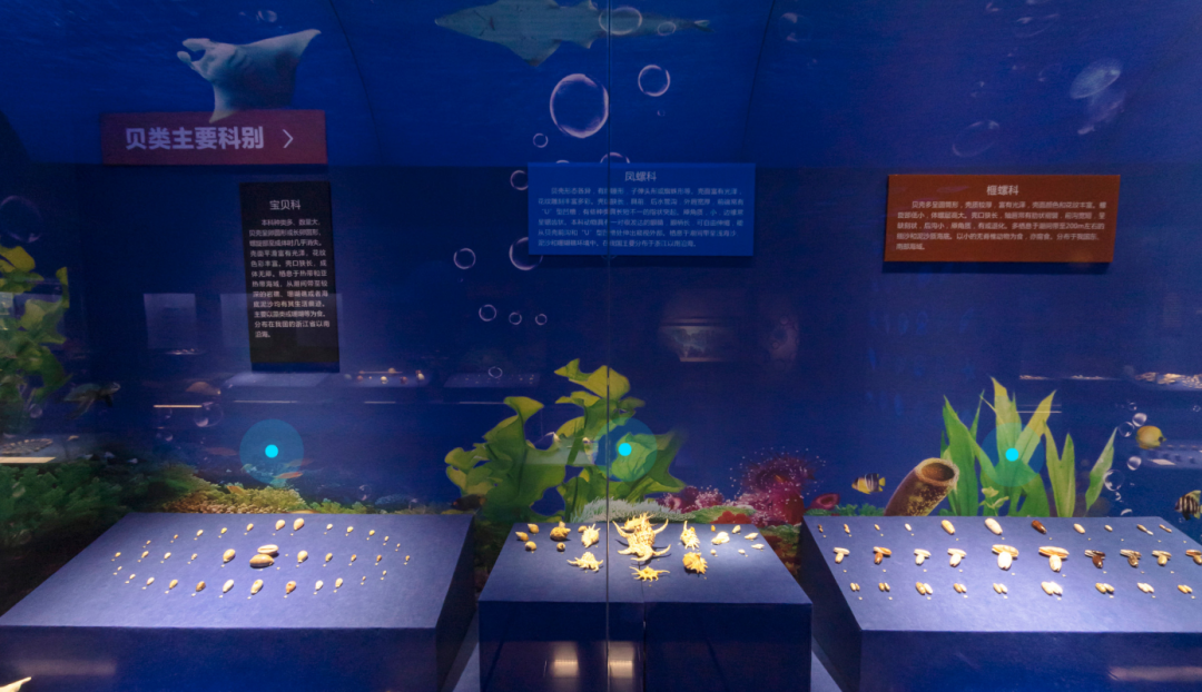 山东博物馆原创自然类展览“三千玲珑——中国海洋贝类展”大赏(图16)