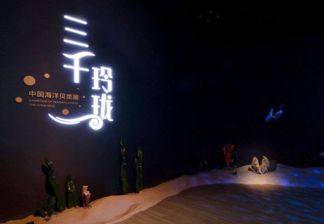 山东博物馆原创自然类展览“三千玲珑——中国海洋贝类展”大赏(图17)