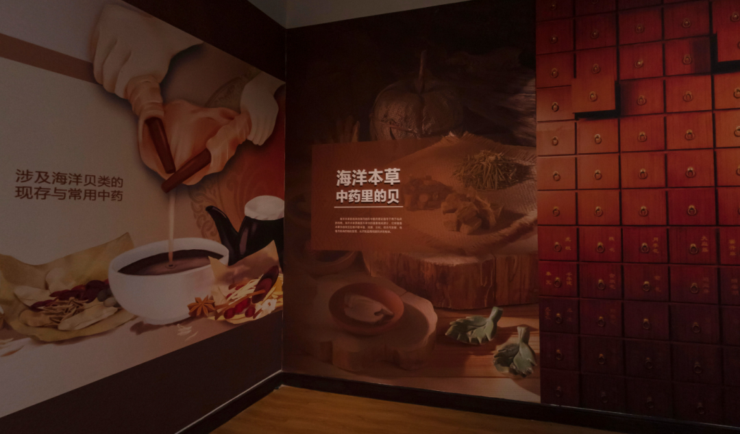 山东博物馆原创自然类展览“三千玲珑——中国海洋贝类展”大赏(图15)